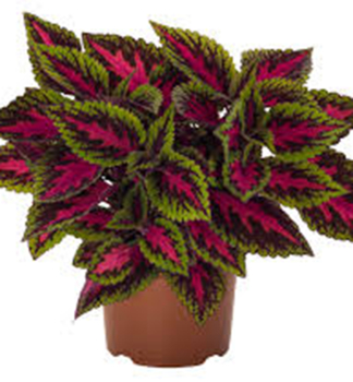 Koleus vzp��men� (africk� kop�iva) 'MAIN STREET�RUBY ROAD', kont. 0,5 l