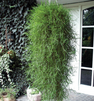 Agrostis (Psine�ek v�b�kat�) �FANCIFILLERS� GREEN TWIST�, kont. 1 l