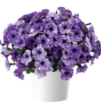 Petunie polop�evisl� �SPLASHDANCE� BOLERO BLUE�, kont. 0,5 l
