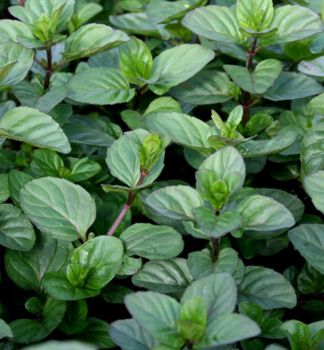 Mentha piperita GRANADA