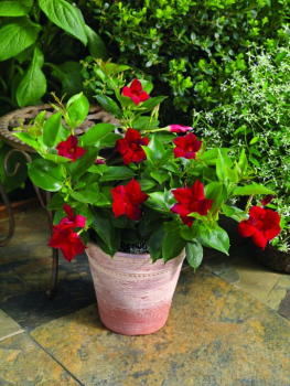 Mandevilla hybridn� 'JADE RED', kont. 1 l