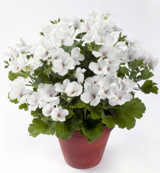 Pelargonie velkokvt CANDY FLOWERS WHITE, kont. 0,3 l