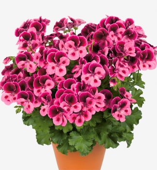 Pelargonie velkokvt CANDY FLOWERS  PINK WITH EYE, kont. 0,3 l