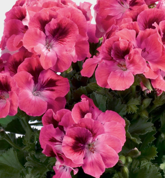 Pelargonie velkokvt ARISTO SALMON, kont. 0,3 l