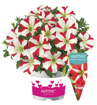 Petunie polop�evisl� srd�it� �AMORE� KING OF HEARTS�, kont. 0,5 l