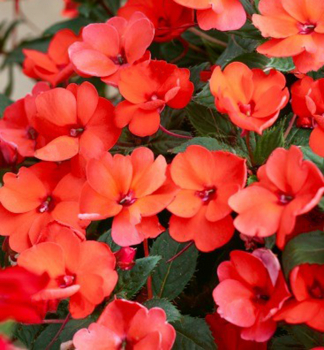 Netykavka vzpmen SUNPATIENS HOT CORAL, kont. 0,3 l