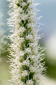 Liatra klasnat / Liatris spicata FLORISTAN WHITE detail kvetu