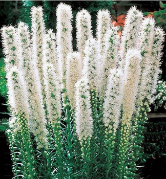 ukarda klasnat FLORISTAN WHITE kont. 0,5 l