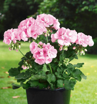 Pelargonie vzpmen PINK LACE, kont. 0,3 l