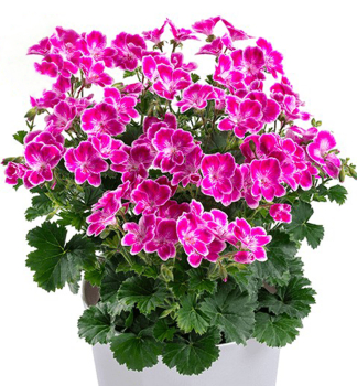 Pelargonie anglick ANGELEYES PINK, kont. 0,3 l