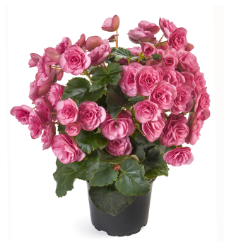 Begnie hybridn BERSEBA PINK, kont. 1 l