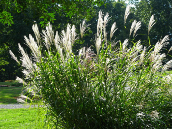 Miscanthus sinensis Zebrinusobdobie kvitnutia