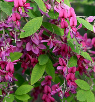 Lesped�za Thunbergova (Jetel ke�ov�) 30-40 cm, kont. 3 l