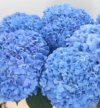 Hortenzie velkolist FABOLO BLUE 10-15 cm, kont. 4 l