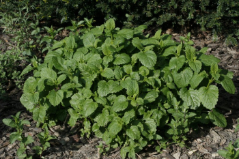 Obrzok (2)