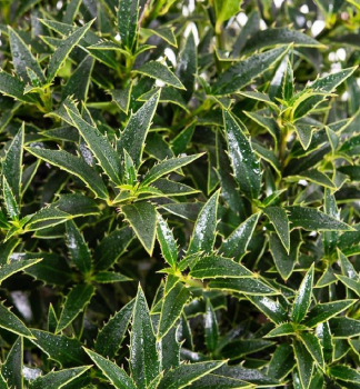 Cezmna ostrolist MYRTIFOLIA 30-40 cm, kont. 2,5 l