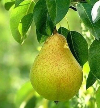 Hrue 'MARGARITA' podn. hr. kavkazsk, 120-140 cm, kont. 5 l
