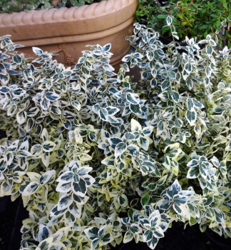 Brslen Fortune�v �DAN�S DELIGHT� 20-30 cm, kont. 3 l