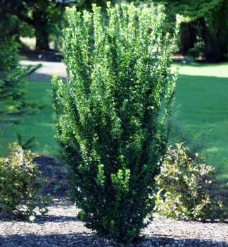 Brslen japonsk GREEN SPIRE 20-30 cm, kont. 2,5 l