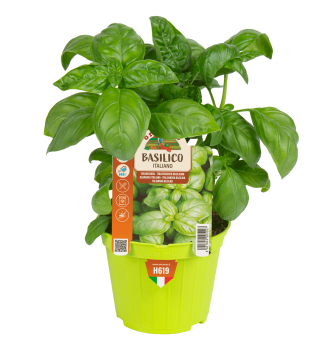 Bazalka prav, kont. 0,5 l