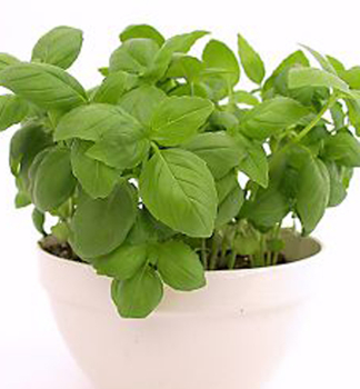 Bazalka prav� 'EDWINA', kont.1 l