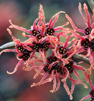 Vil�n prost�edn� �RUBY GLOW� 50-60 cm, kont. 5 l