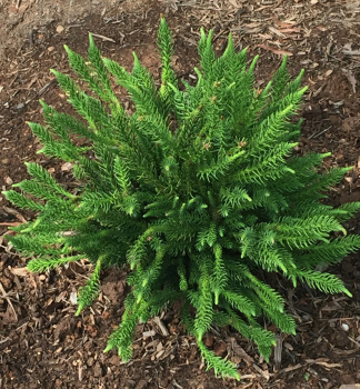 Kryptom�rie japonsk� �DINGER� 20-30 cm, kont. 3 l