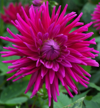 Cibule -  Ji�ina �CACTUS ORFEO�, 1 ks v balen�