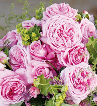 Růže extra voňavá ´ROSENGRAFIN MARIE HENRIETTE®´ ***** ADR Kordes 2013, kont. 2 l