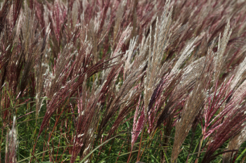 Miscanthus sinensis RED CHIEFdetail kvetov