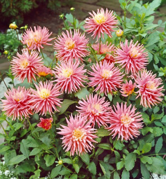  Jiina CACTUS PARK PRINCESS 1ks v balen