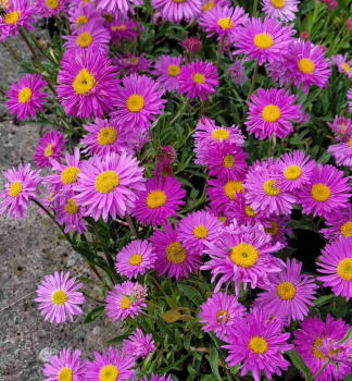 Obrzok (6)