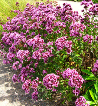 Dobromysl obecn ROSENKUPPEL (Oregano), kont. 0,5 l