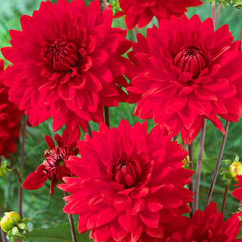  Jiina DECORATIVE GALLERY GARDEN WONDER RED 1ks v balen