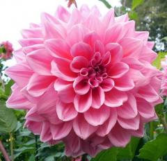  Jiina XXL DECORATIVE OTTOS THRILL PINK 1ks v balen