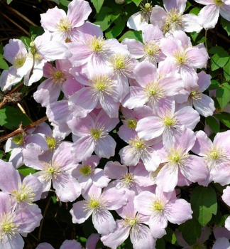 Plamnek horsk FRAGRANT SPRING 40-50 cm, kont. 2 l