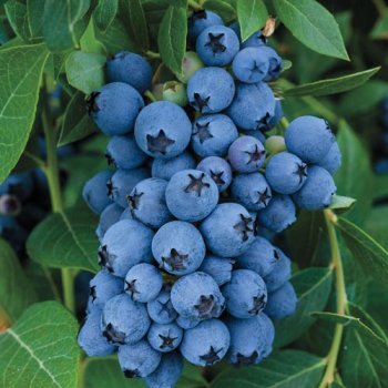 Kanadsk borvka EARLIBLUE 20-30 cm, kont. 2 l