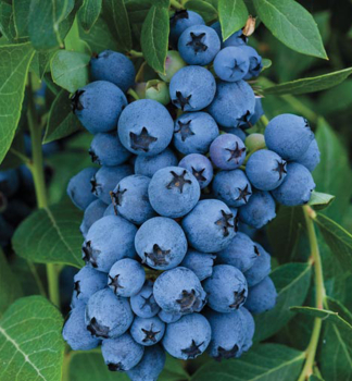 Kanadsk borvka EARLIBLUE 20-30 cm, kont. 2 l