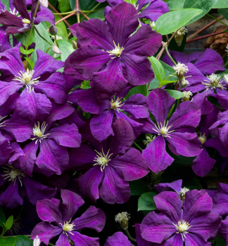 Plamnek ETOILE VIOLETTE 40-50 cm, kont. 2 l