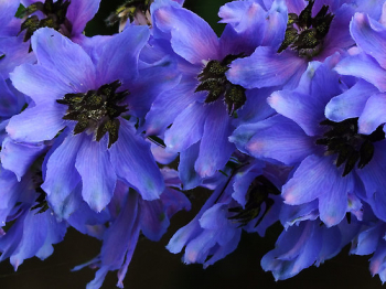 Delphinium Pacific �BLACK KNIGHT� detail kvetu