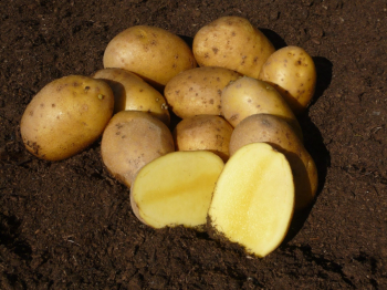 Obrzok (1)