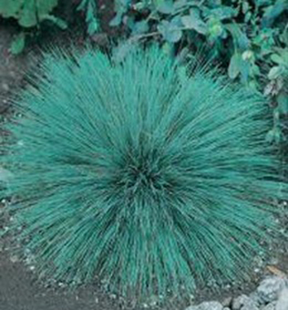 Pali�kovec �edav� �SPIKY�, kont. 0,5 l