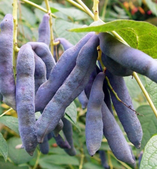 Dekaisnea Fargesova, 30-40 cm, kont. 0,5 l