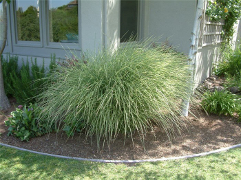 Miscanthus sinensis MORNING LIGHT