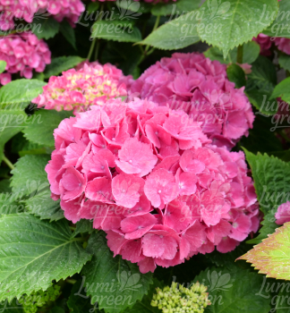 Obr�zok (1)