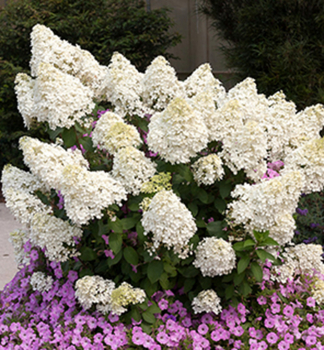 Hortenzie lantnat BOMBSHELL 15-20 cm, kont. 1,4 l