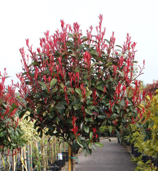 Bl�skavka Fraserova �CARRE ROUGE� na km�nku 90 cm, kont. 12 l