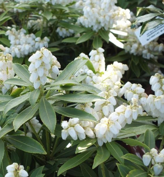 Pieris japonsk SARABANDE 30-40 cm, kont. 2,5 l