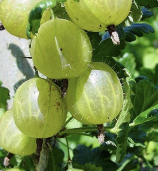 Angre�t ke�ov� �WHITESMITH� 20-30 cm, kont. 2 l