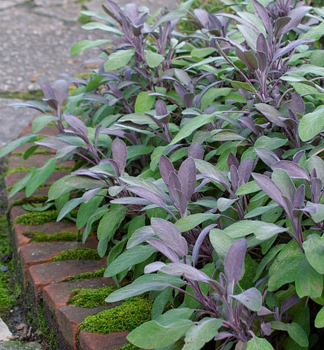 Salvia officinalis PURPURASCENS